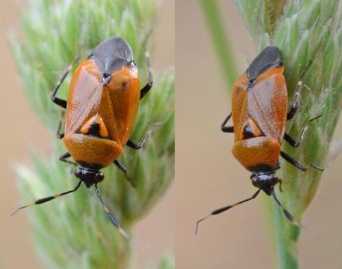 Deraeocoris punctum